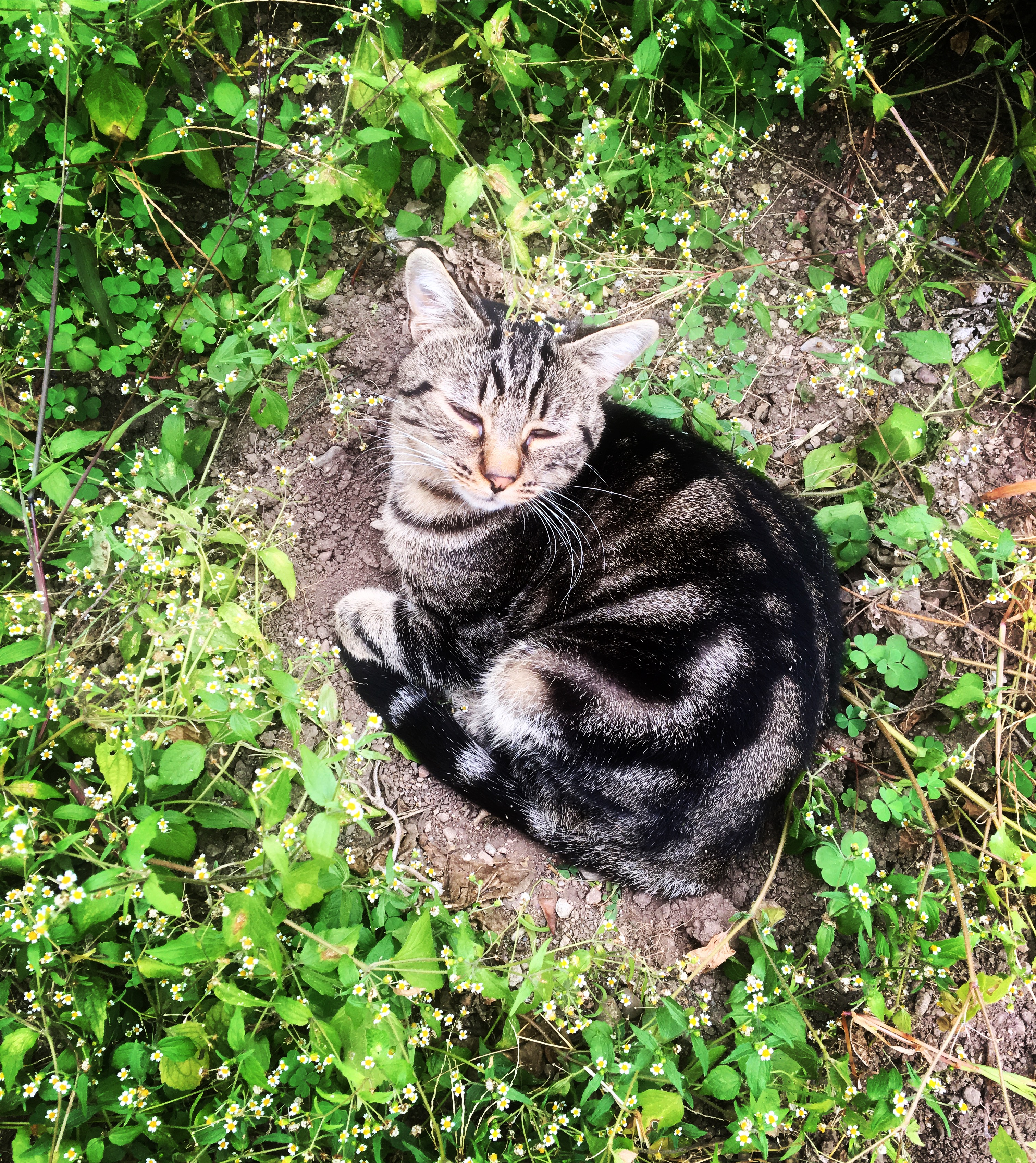 Family cat in the sun