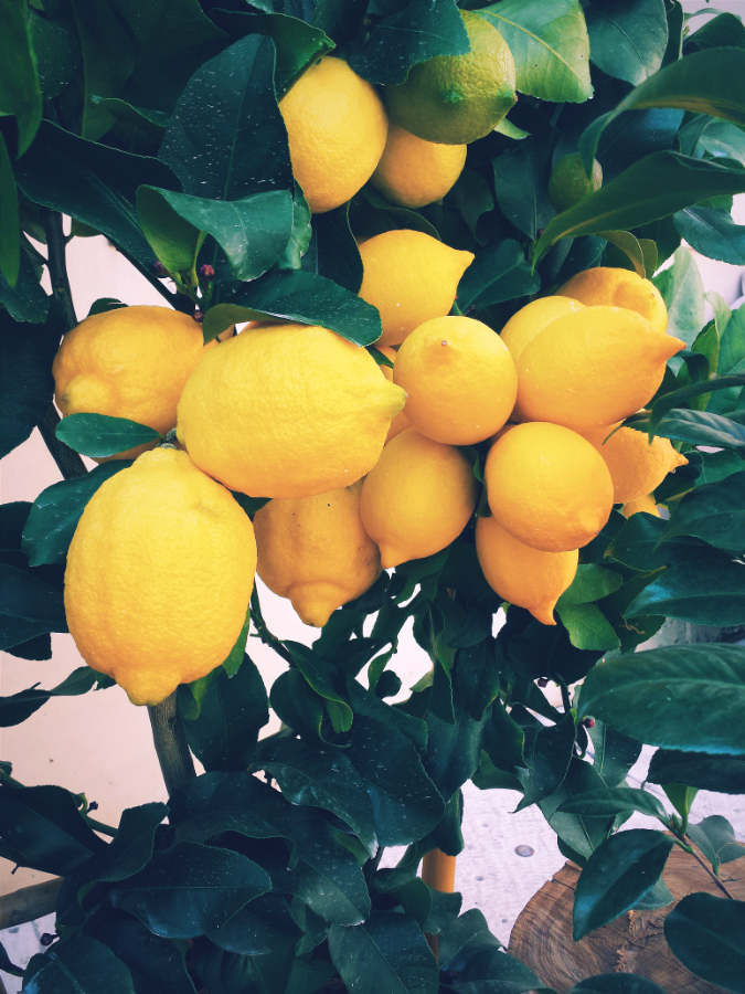 Yellow lemons on a tree